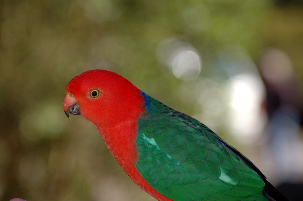 King Parrot
